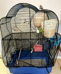 Färdigt paket – Bur + 2 Zebrafinkar + Tillbehör