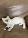 Renrasiga Ragdoll Kattungar