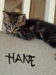 kattunge 