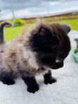 Kattungar för flytt 28 juli.