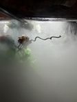 Ögonfransgecko