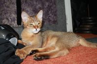 Charmig Chausie hona – redo att flytta