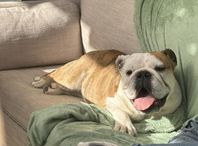 Engelsk Bulldogg söker fodervärd 