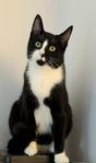 katt