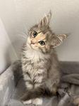 Maine coon utan stamtavla