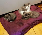 Kattungar söker nytt hem