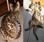 Bedårande Bengal kattungar lev. klara 13:e Juli