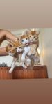 Kattungar med Maine Coon i sig – Leveransklara 21 juli