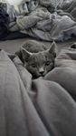 Katt British Shorthair