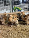 Dvärg Brahma kycklingar 2,5 månad