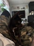 Pomchi Tik