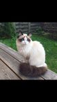 Ragdoll/Birma katt söker nya ägare