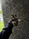 Philodendron red Andersson