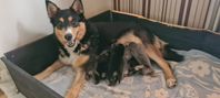 Lapsk vallhundsvalpar