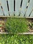 Lavendel