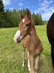 SWB Hingst föl efter Viva Vegas 