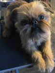 Griffon Bruxellois 