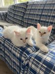 Helig Birma kattungar med stamtavla 