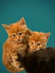 Maine Coon kattungar 