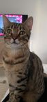 kastrerad busig Bengal 