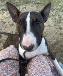 miniatyrbullterrier 