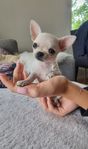 Chihuahuavalp 10 veckor hane SKK 