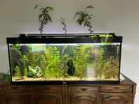 jwuel 450 liter Akvarium 