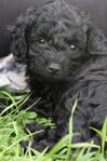 Cockerpoo Valpar