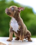 american bully valpar