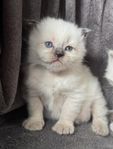 Underbara kattungar söker kärleksfulla hem