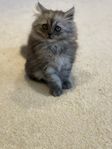 kattungen 