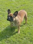 Fransk bulldog