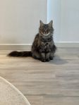 katt