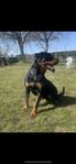 Rottweilertik 