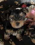 Yorkshireterrier hanvalp