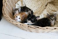 Kattungar