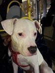 Världens finaste amstaff/am.bully-tik!