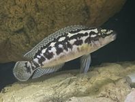Tanganyika ciklider