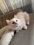Ragdollkattung/orange 