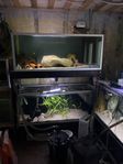 Akvarium 2st 540 liters på träställning