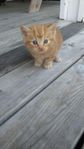 kattungar