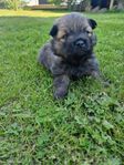 Mittelspitz/buhund valpar