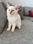 Raggdoll Vita katt