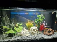 akvarium 50l