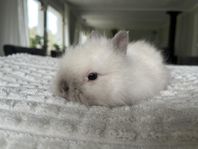 Dvärgteddy kaninunge!