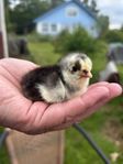 Dvärgkochin kycklingar olika färger