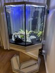 Hörnakvarium med fiskar och helt ny vattenpump –komplett 
