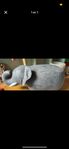 Elefant pall