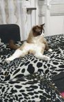 Ragdoll avel 