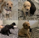 Labradoodle & Goldendoodle valpar